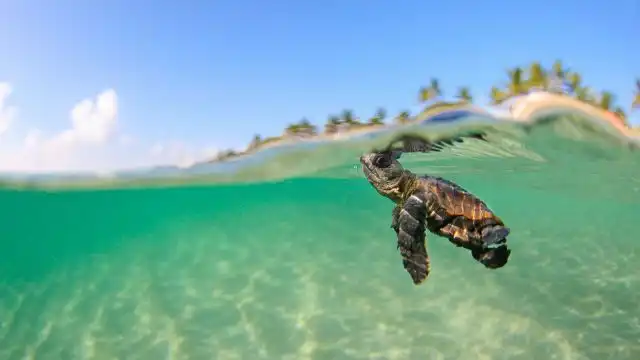 Эти забавные животные