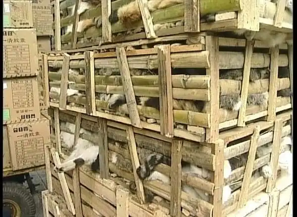 Как китайцы едят кошек