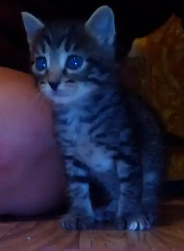 отдам малышей