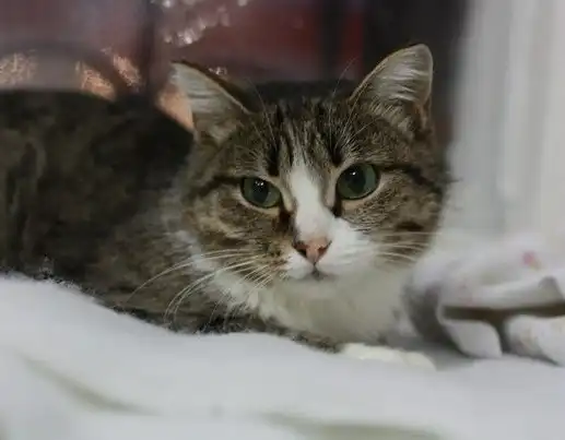 Скромница Молли