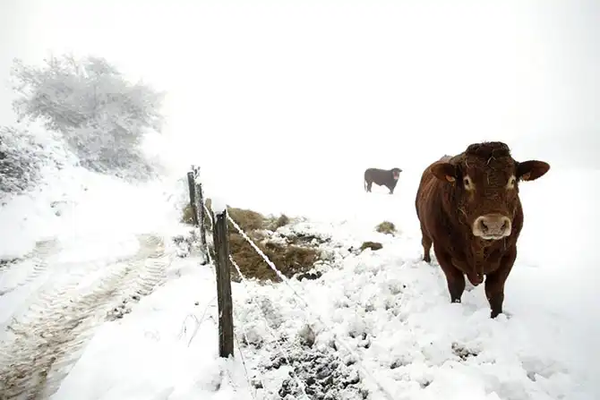 В мире животных