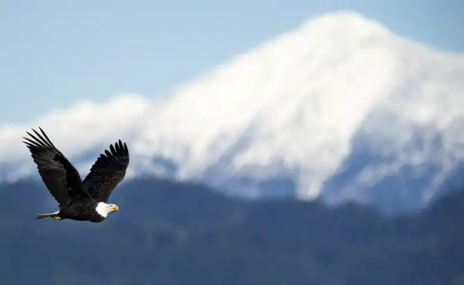 В мире животных