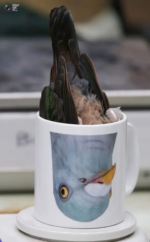 Самые странные и курьёзные снимки 2013 года