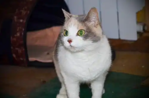 кошка Маруся