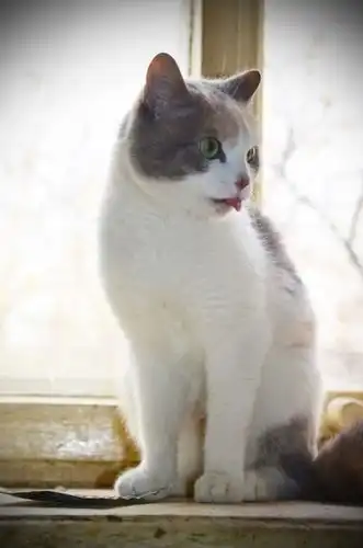 кошка Маруся