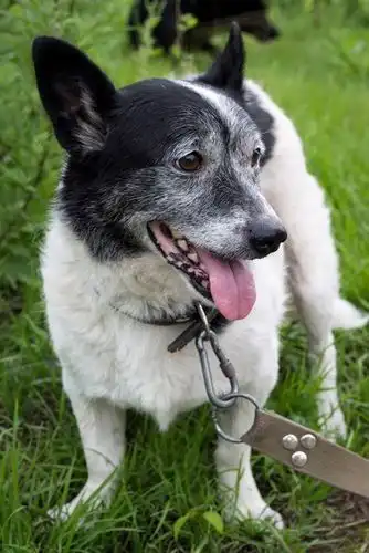 Классный пес Шурик ищет дом