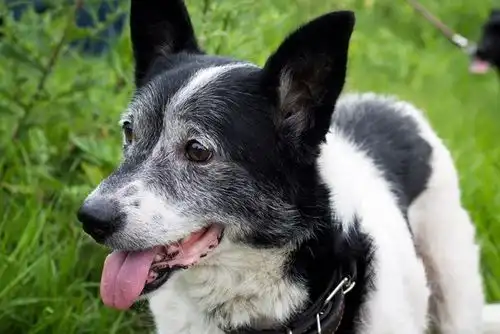 Классный пес Шурик ищет дом