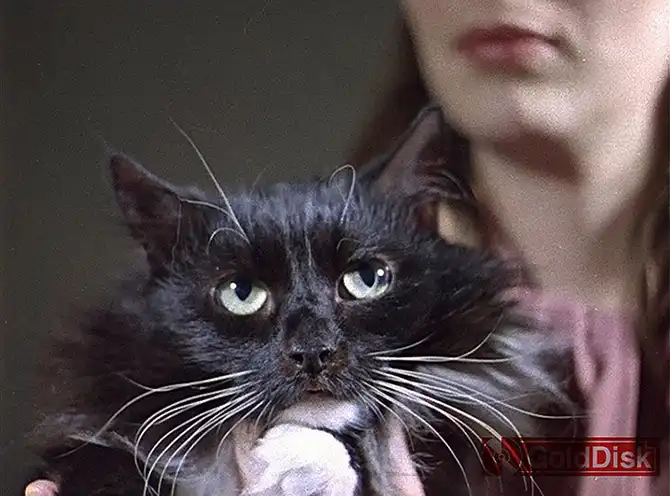 Как создавалась новогодняя сказка «Чародеи»