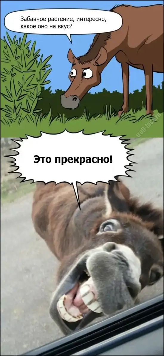 Веселые комиксы (09.12.13)