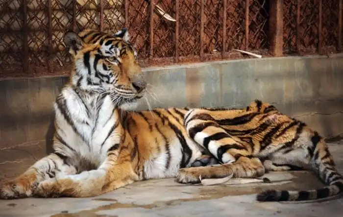 Морят тигров до смерти, чтобы сделать вино из их костей