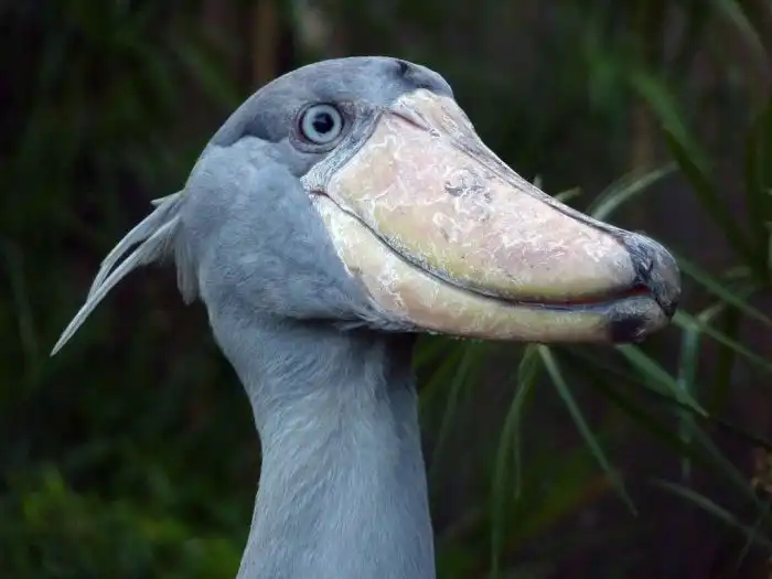 Эволюция самых странных существ нашей планеты