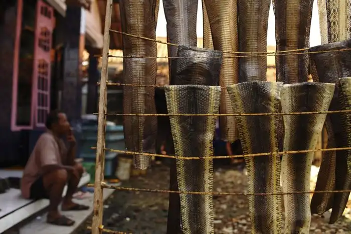 Сумки из змеиной кожи: как все происходит