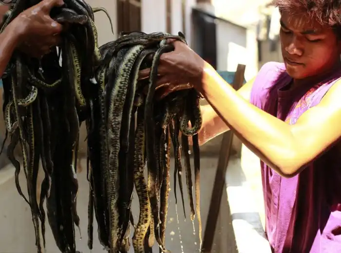 Сумки из змеиной кожи: как все происходит