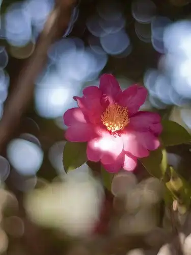 Соляночка =З