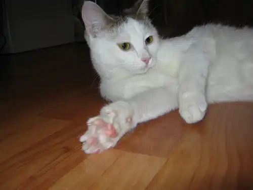 Кошка Белка, 8-9 мес.