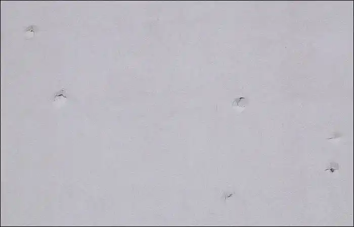 Дом, который очень не любят гуси