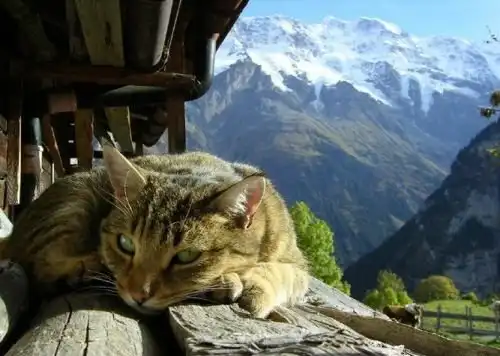 Пушистые создания