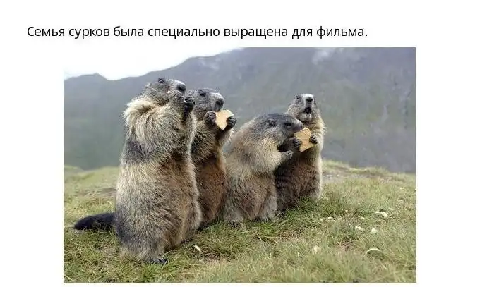 13 интересных фактов из фильма "День Сурка"