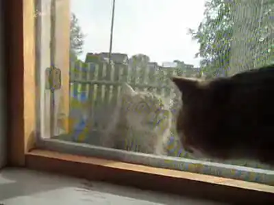 Разговор котов