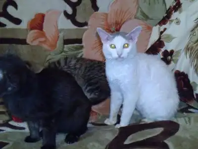 Отдам в хорошие руки кошку Осиньку