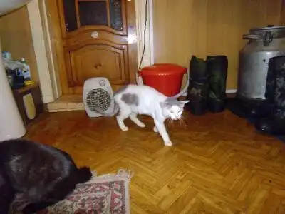 Отдам в хорошие руки кошку Осиньку