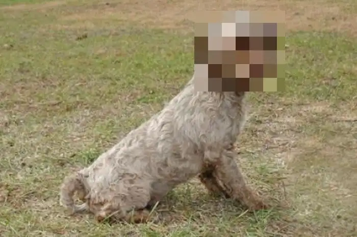 Необычный пес с человеческим выражением лица