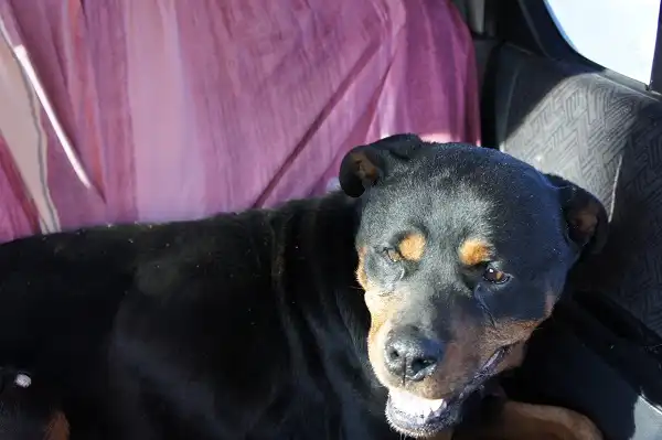 Отдам в хорошие руки собаку Масю