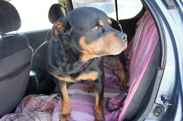 Отдам в хорошие руки собаку Масю