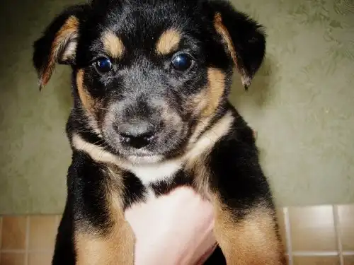 Отдам в хорошие руки щенка девочку