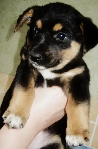 Отдам в хорошие руки щенка девочку