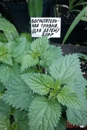 Картинко-комикс-микс.