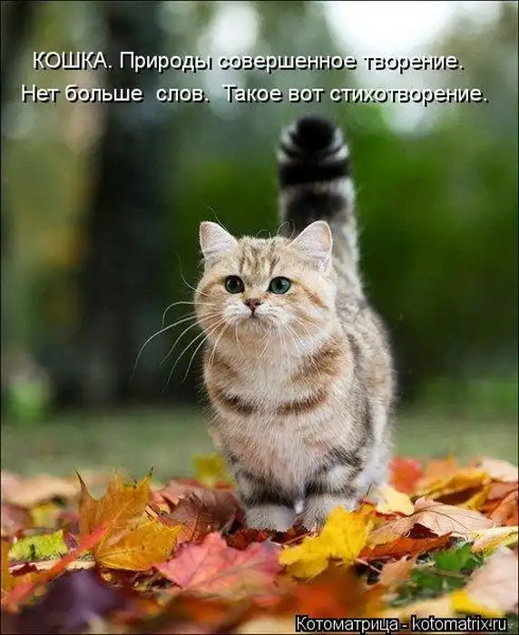 Лучшие котоматрицы недели