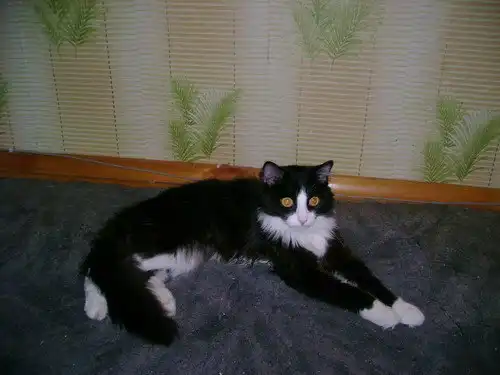 Отдам в добрые руки кота Феликса