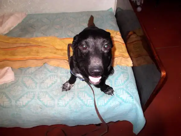 Спасение собаки Фили