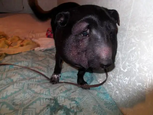 Спасение собаки Фили