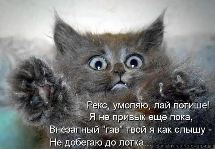 Лучшие котоматрицы недели