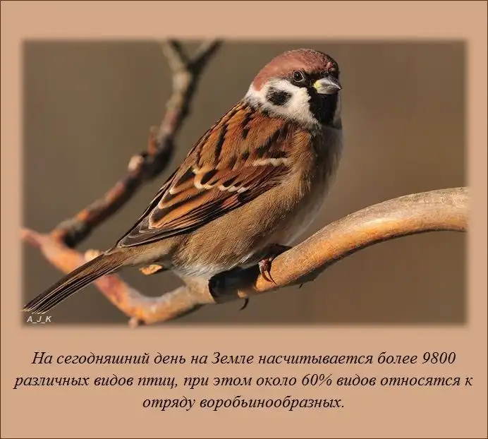 Интересные факты