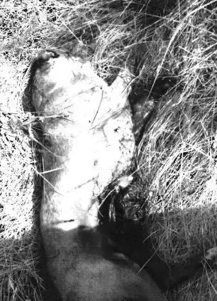 Как можно быть такими тварями???