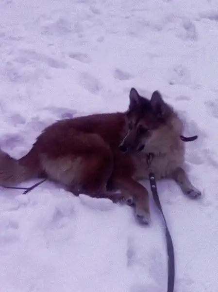 Отдадим в самые добрые и надёжные руки!