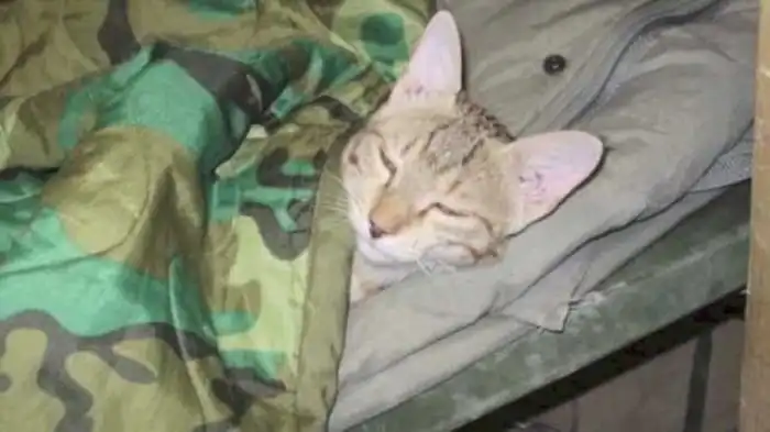 Американский солдат остался в долгу перед котом