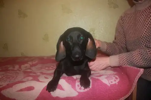 Потерялась такса!!!