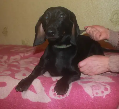 Потерялась такса!!!