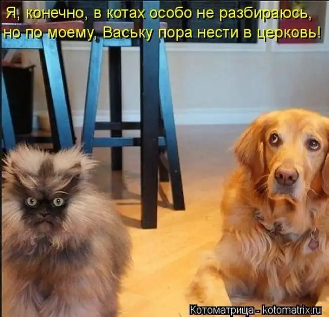 Лучшие котоматрицы недели