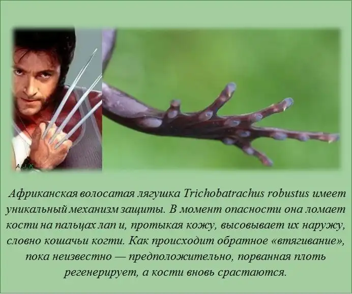 Интересные факты