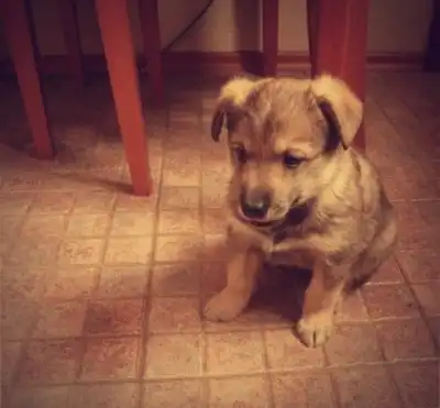 Маленький кусочек радости и счастья ищет хозяина