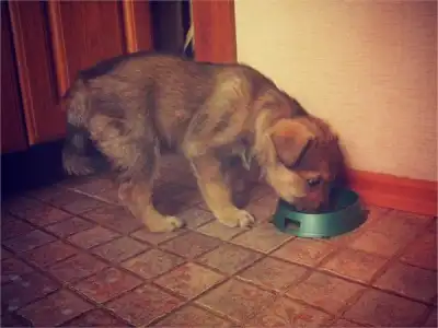 Маленький кусочек радости и счастья ищет хозяина