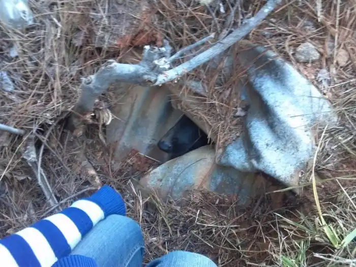 Собачья интуиция или как собака другую собаку спасла