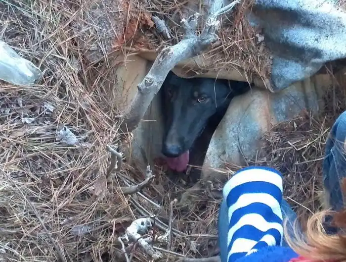 Собачья интуиция или как собака другую собаку спасла