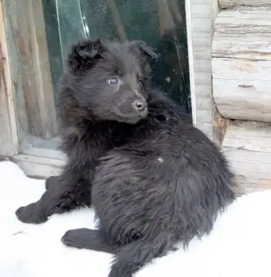 Отдам щеночков в заботливые руки.