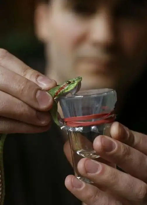 Как сделать свой организм невосприимчивым к ядам змей